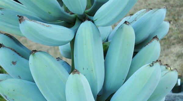 blue java banana california